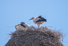 Weißstorch-Rekord in der Region Hannover – 204 Paare, Wunstorf ist Storchen-Hochburg Weißstorch-Rekord in der Region Hannover: 204 Paare, 357 Jungstörche und die meisten Nester in Wunstorf - warum der Bestand 2026 wächst.