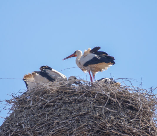 Weißstorch-Rekord in der Region Hannover – 204 Paare, Wunstorf ist Storchen-Hochburg Weißstorch-Rekord in der Region Hannover: 204 Paare, 357 Jungstörche und die meisten Nester in Wunstorf - warum der Bestand 2026 wächst.