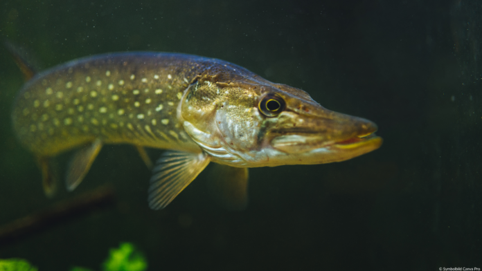 hecht
